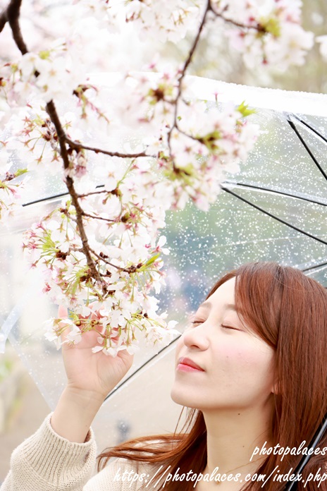 上野　桜