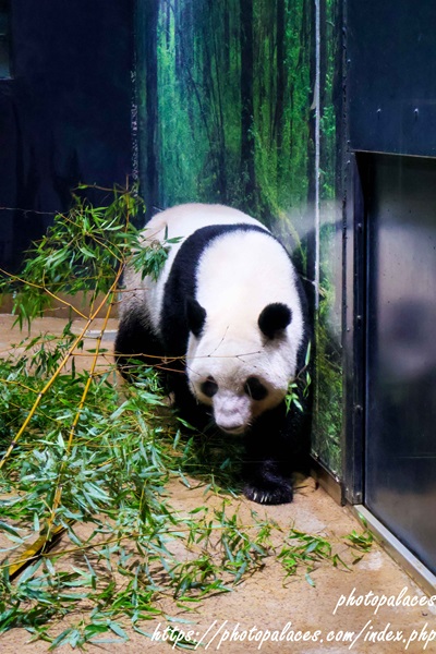 上野動物園パンダ