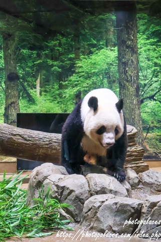 上野動物園パンダ