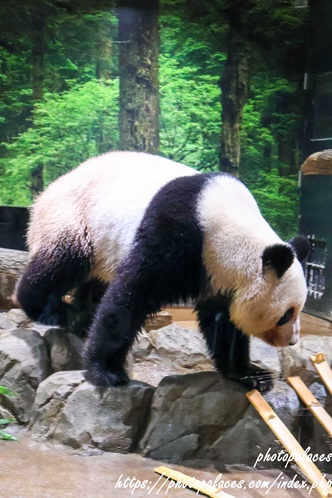 上野動物園パンダ