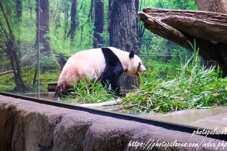 上野動物園パンダ