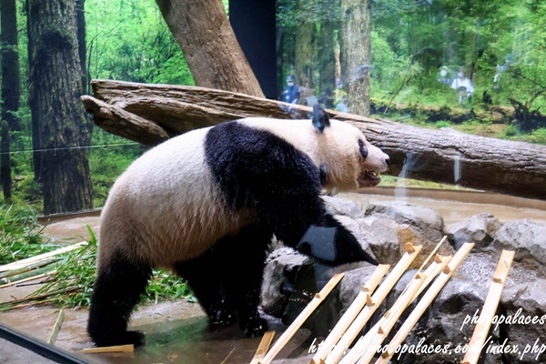 上野動物園パンダ