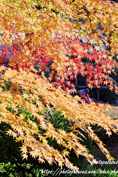 金沢兼六園（紅葉）