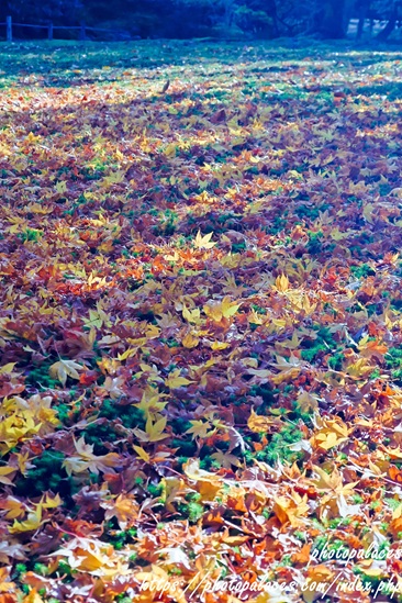 金沢兼六園（紅葉）