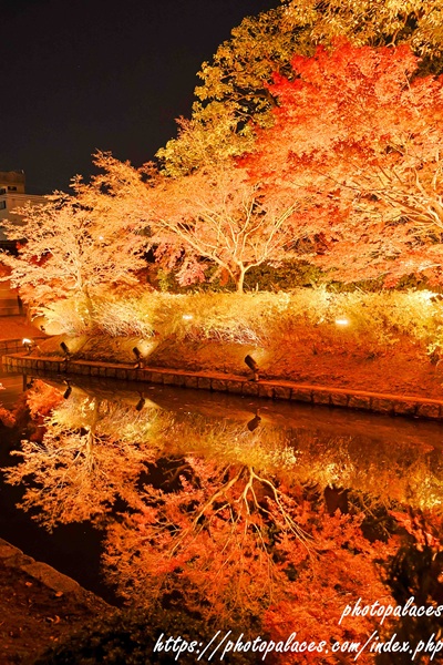 京都東寺（紅葉）