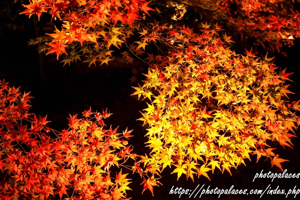 京都東寺（紅葉）