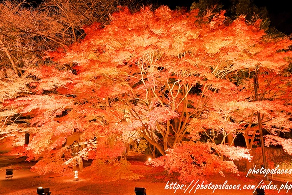 京都東寺（紅葉）